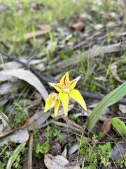 Caladenia flava