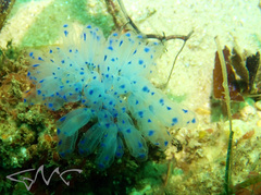 Clavelina australis