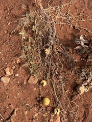 Citrullus colocynthis