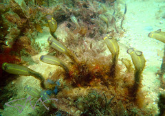 Clavelina meridionalis