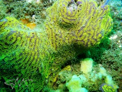 Botrylloides leachii