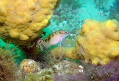 Hypoplectrodes maccullochi