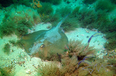 Trygonoptera testacea