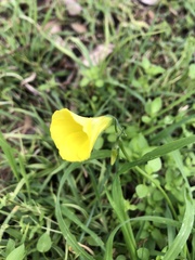 Oxalis pes-caprae