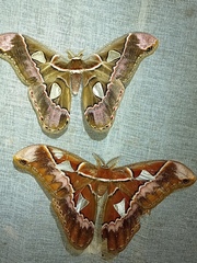 Rothschildia lebeau