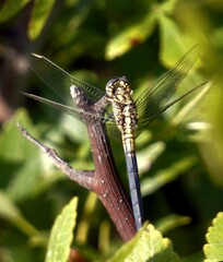 Orthetrum luzonicum