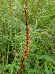 Platanthera dilatata