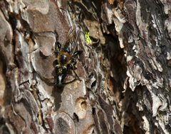 Laphria