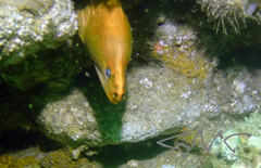 Gymnothorax prasinus