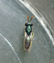Pteromalidae