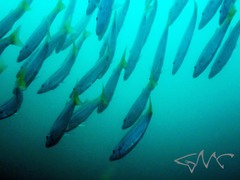 Dinolestes lewini