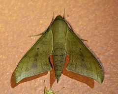 Xylophanes hannemanni