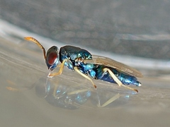Pteromalidae
