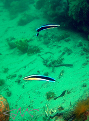 Labroides dimidiatus