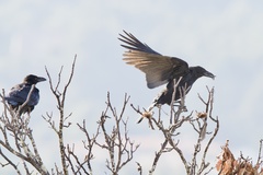 Corvus corone