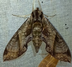 Eumorpha