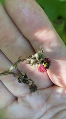 Glischrochilus fasciatus