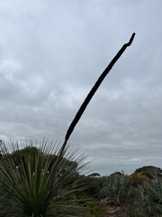 Xanthorrhoea platyphylla