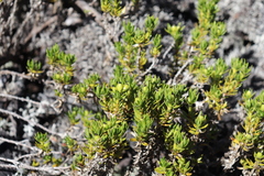 Coprosma ernodeoides