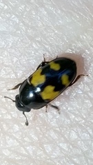 Glischrochilus fasciatus