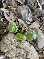 Plantago major