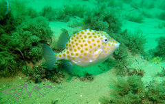 Anoplocapros inermis