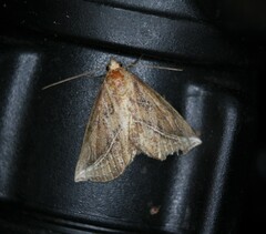 Phyprosopus callitrichoides