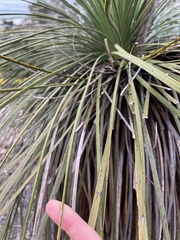 Xanthorrhoea platyphylla