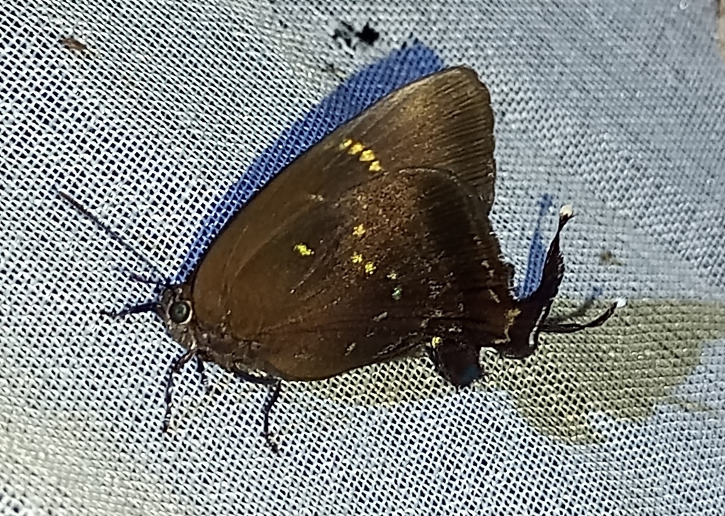 Augustinula Hairstreak