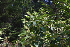 Alnus alnobetula
