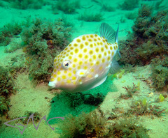 Anoplocapros inermis