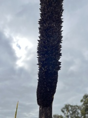 Xanthorrhoea platyphylla