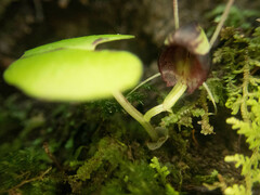 Corybas