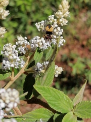 Palpada pusilla