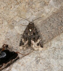 Homophoberia apicosa