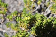 Coprosma ernodeoides