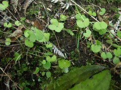 Corybas