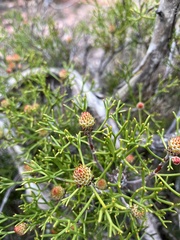 Isopogon