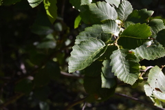 Alnus alnobetula