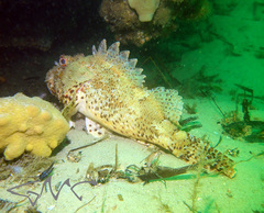 Scorpaena jacksoniensis