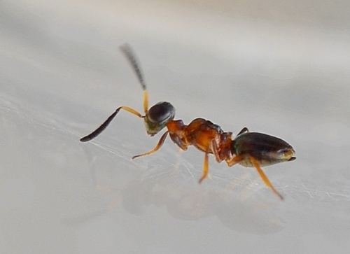 Eupelmus muellneri