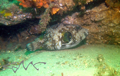 Arothron hispidus