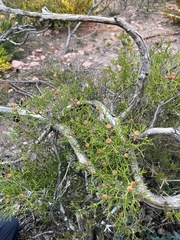 Isopogon