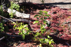 Cheirodendron trigynum