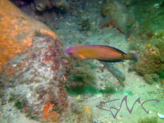 Austrolabrus maculatus