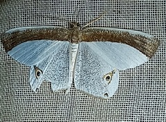 Opisthoxia amabilis