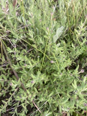 Leptorhynchos squamatus