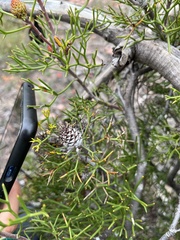 Isopogon