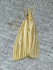 Eoreuma densellus
