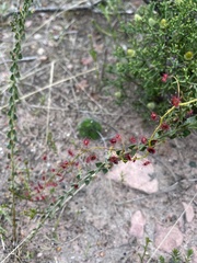 Drosera pallida